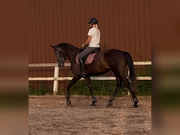 Meer warmbloeden Merrie 5 Jaar 172 cm Zwart in Turku