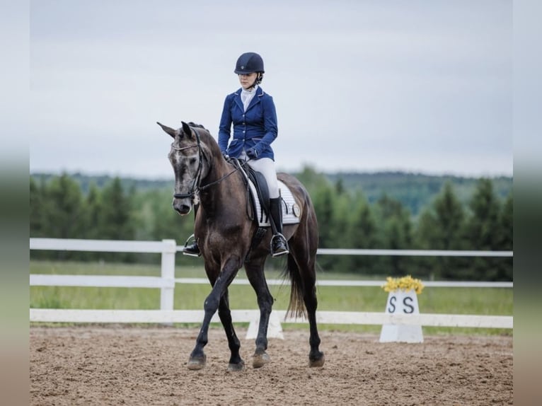 Meer warmbloeden Merrie 5 Jaar 172 cm Zwart in Turku