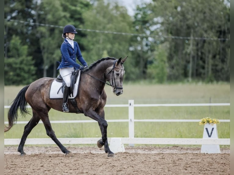 Meer warmbloeden Merrie 5 Jaar 172 cm Zwart in Turku