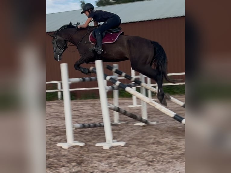 Meer warmbloeden Merrie 5 Jaar 172 cm Zwart in Turku