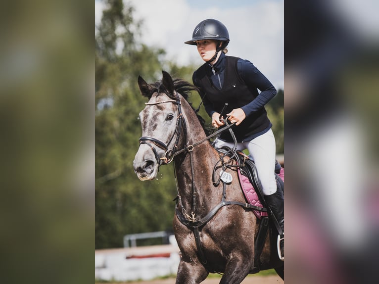 Meer warmbloeden Merrie 5 Jaar 172 cm Zwart in Turku