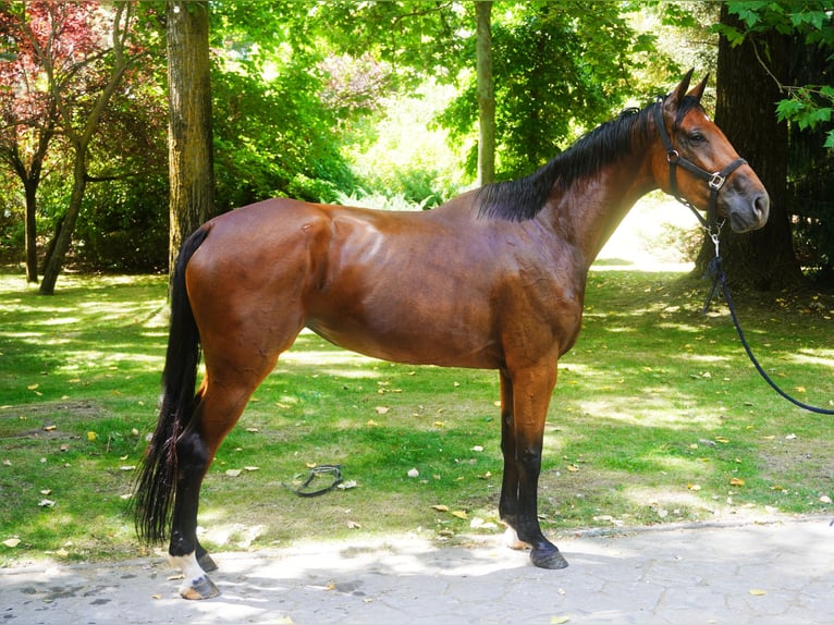 Meer warmbloeden Merrie 5 Jaar 173 cm Bruin in el espinar (segovia)