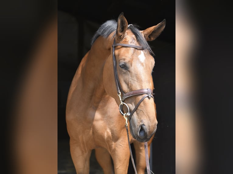 Meer warmbloeden Merrie 5 Jaar 180 cm Bruin in Geilenkirchen