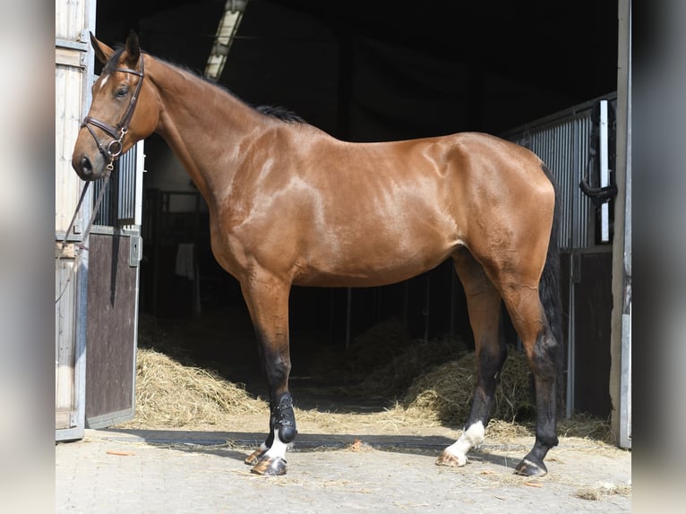 Meer warmbloeden Merrie 5 Jaar 180 cm Bruin in Geilenkirchen
