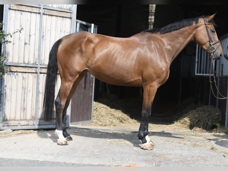 Meer warmbloeden Merrie 5 Jaar 180 cm Bruin in Geilenkirchen