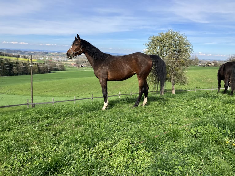 Meer warmbloeden Merrie 5 Jaar Bruin in Karchham