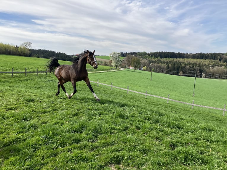 Meer warmbloeden Merrie 5 Jaar Bruin in Karchham