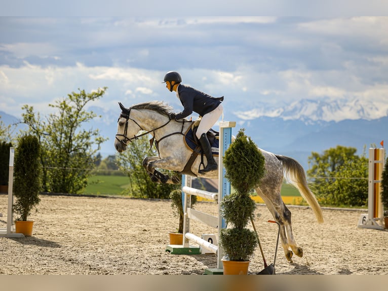 Meer warmbloeden Merrie 5 Jaar Schimmel in Mägenwil