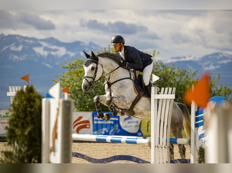 Meer warmbloeden Merrie 5 Jaar Schimmel in Mägenwil