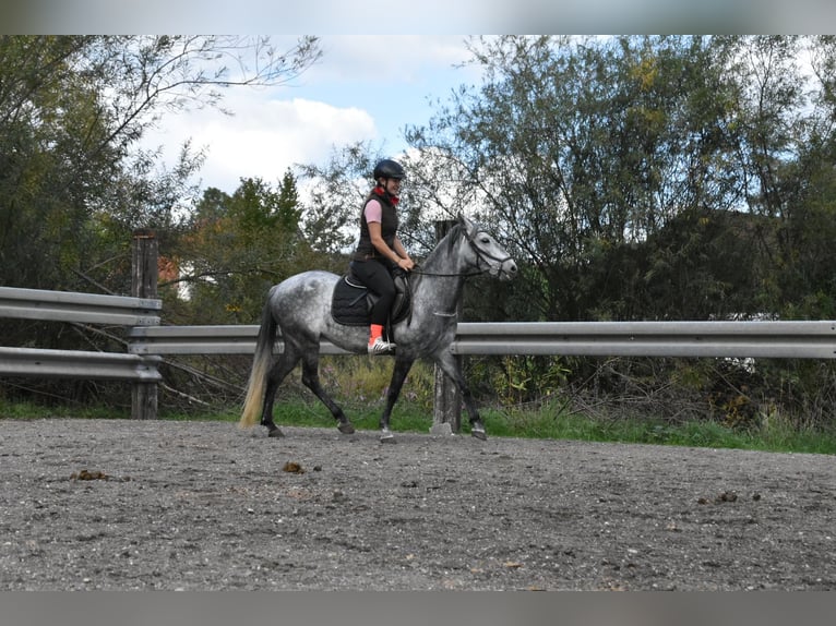 Meer warmbloeden Mix Merrie 6 Jaar 142 cm Appelschimmel in Arnstorf