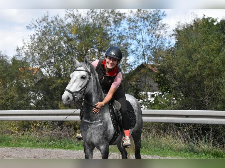 Meer warmbloeden Mix Merrie 6 Jaar 142 cm Appelschimmel in Arnstorf