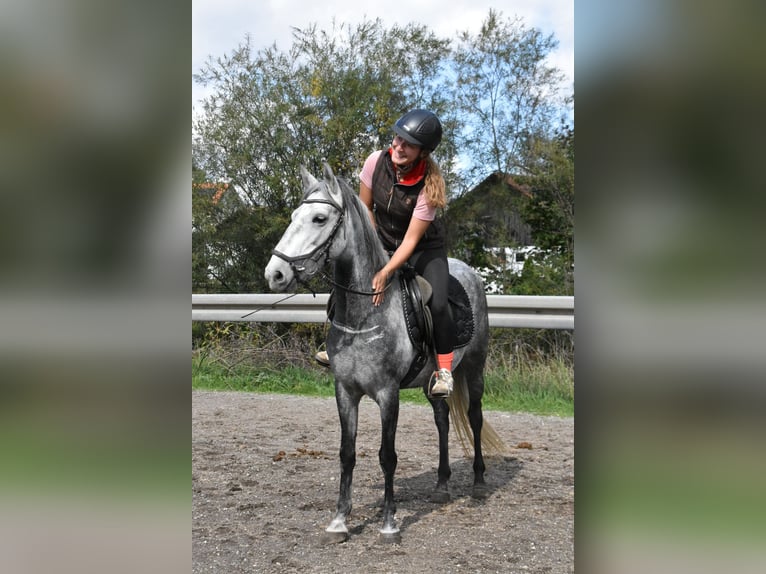 Meer warmbloeden Mix Merrie 6 Jaar 142 cm Appelschimmel in Arnstorf