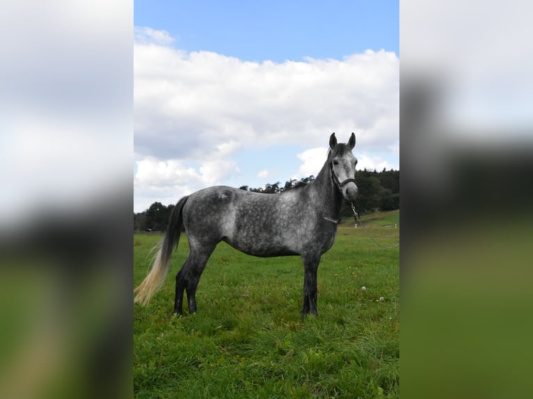 Meer warmbloeden Mix Merrie 6 Jaar 142 cm Appelschimmel in Arnstorf