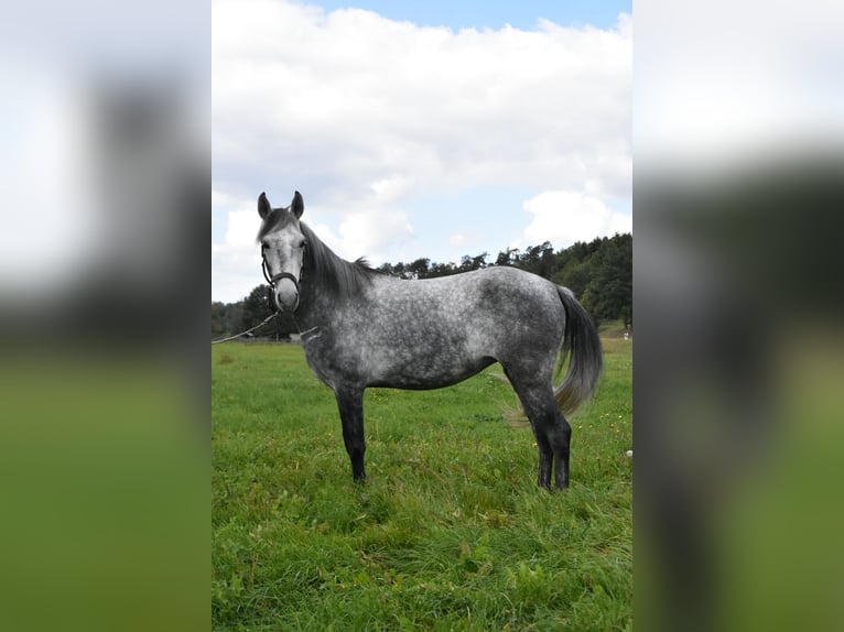 Meer warmbloeden Mix Merrie 6 Jaar 142 cm Appelschimmel in Arnstorf