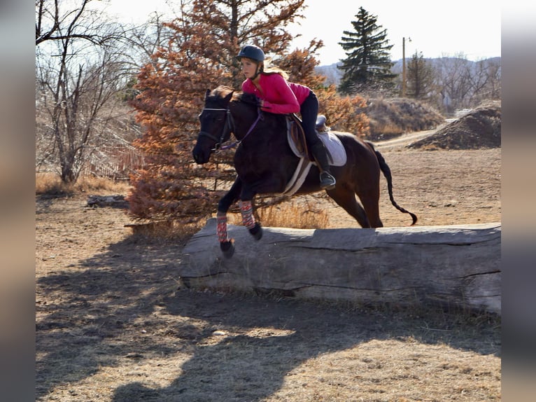 Meer warmbloeden Merrie 6 Jaar 142 cm Zwart in Fort Collins Co