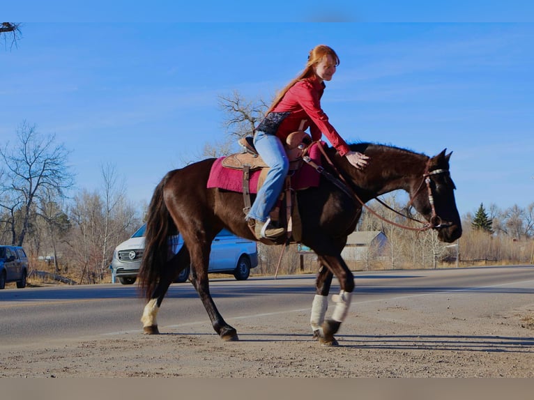 Meer warmbloeden Merrie 6 Jaar 142 cm Zwart in Fort Collins Co