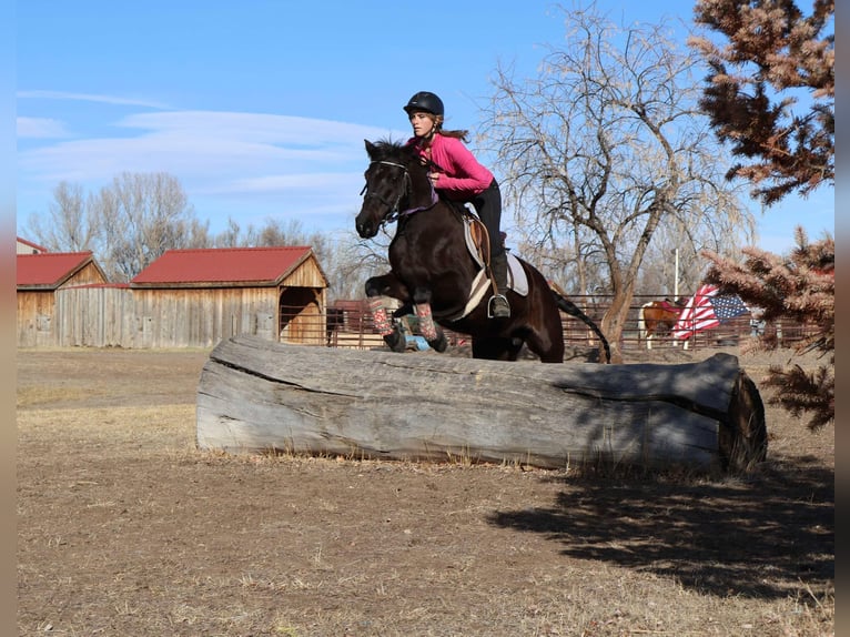 Meer warmbloeden Merrie 6 Jaar 142 cm Zwart in Fort Collins Co