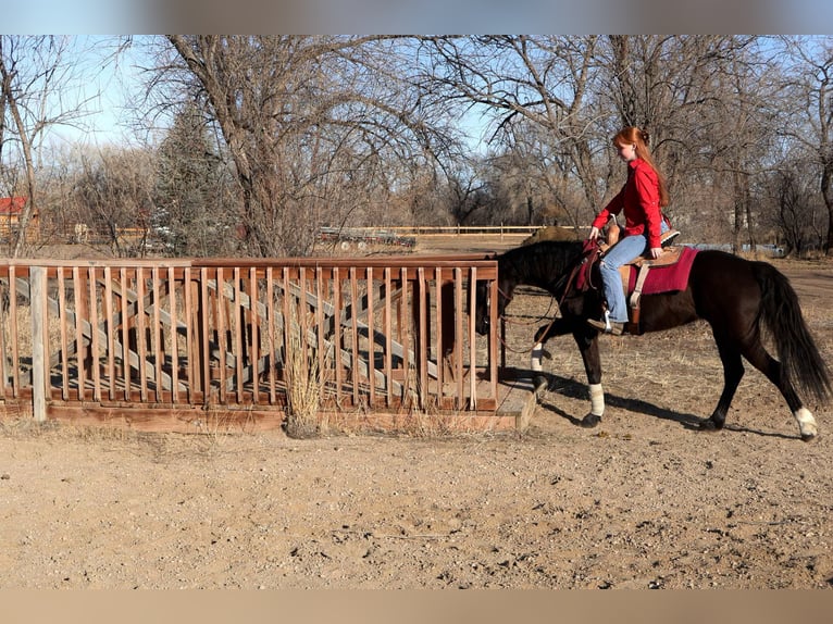 Meer warmbloeden Merrie 6 Jaar 142 cm Zwart in Fort Collins Co