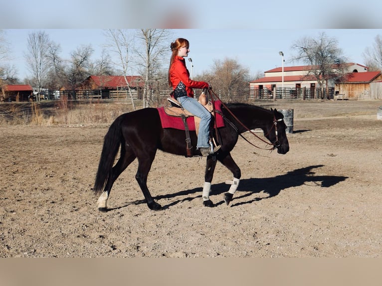 Meer warmbloeden Merrie 6 Jaar 142 cm Zwart in Fort Collins Co