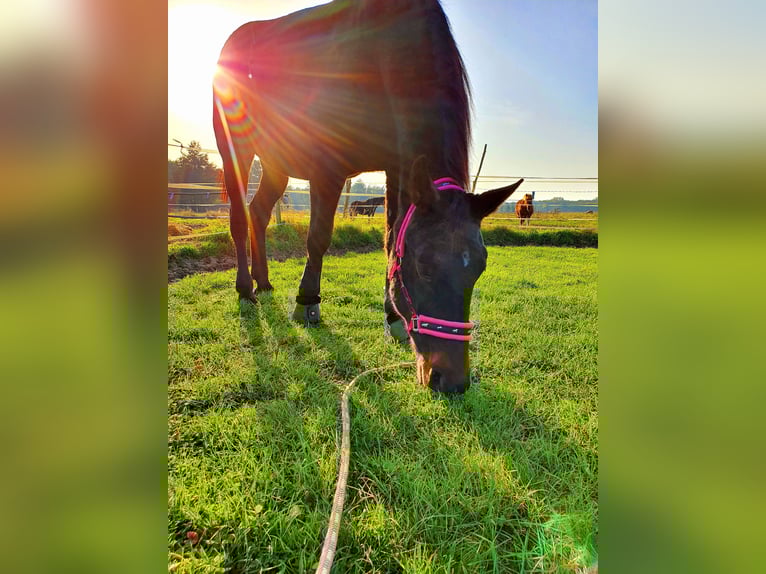 Meer warmbloeden Mix Merrie 6 Jaar 145 cm Zwart in Möckern