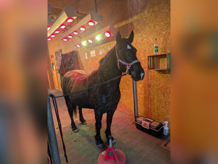 Meer warmbloeden Mix Merrie 6 Jaar 145 cm Zwart in Möckern