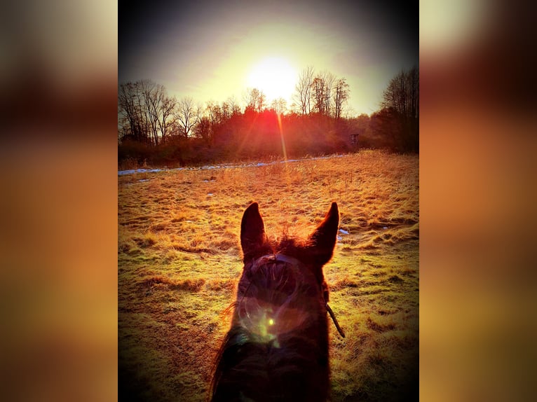 Meer warmbloeden Mix Merrie 6 Jaar 145 cm Zwart in Möckern