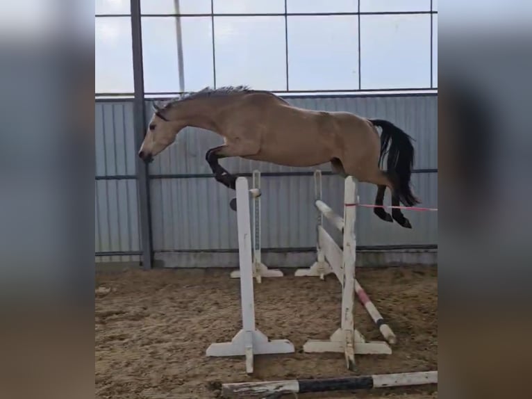 Meer warmbloeden Merrie 6 Jaar 149 cm Falbe in Grab&#xF3;w Nad Pilic&#x105;