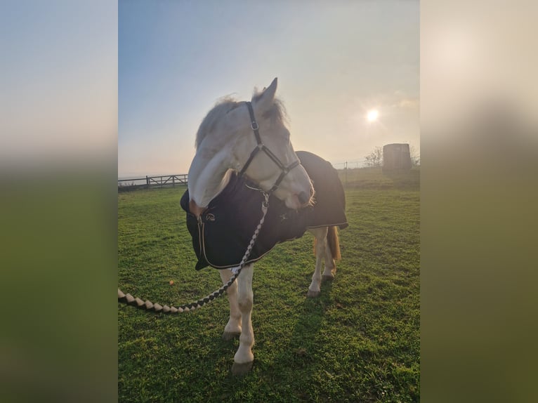 Meer warmbloeden Mix Merrie 6 Jaar 150 cm Gevlekt-paard in Aichach