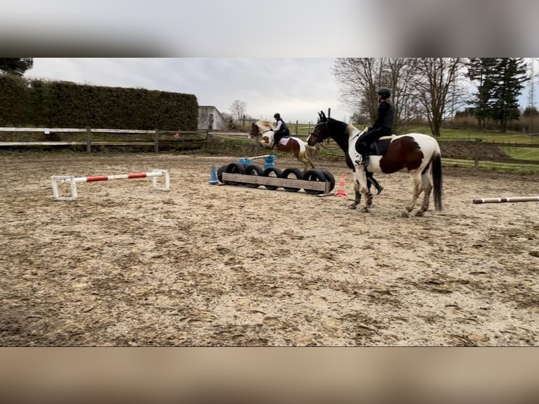 Meer warmbloeden Mix Merrie 6 Jaar 150 cm Gevlekt-paard in Aichach