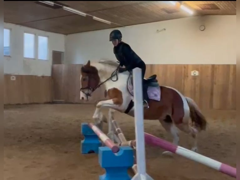 Meer warmbloeden Mix Merrie 6 Jaar 150 cm Gevlekt-paard in Aichach