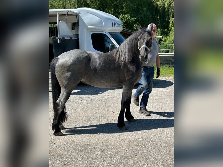 Meer warmbloeden Merrie 6 Jaar 150 cm Roan-Blue in M&#xFC;nchen