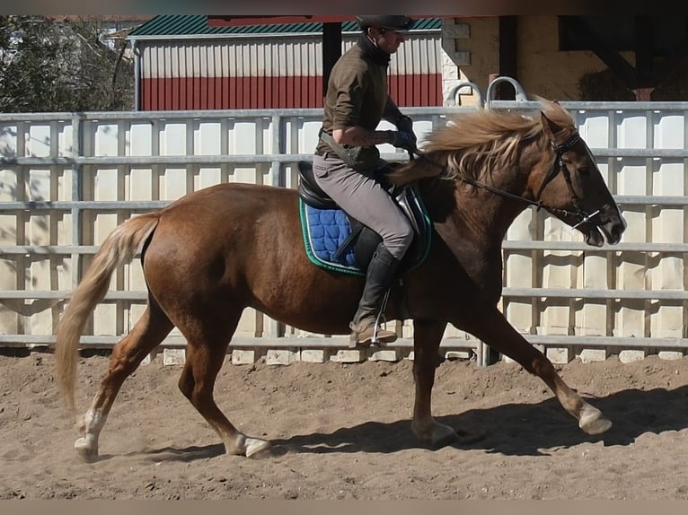 Meer warmbloeden Mix Merrie 6 Jaar 153 cm Vos in Buttstädt