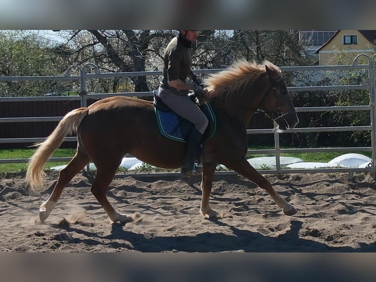 Meer warmbloeden Mix Merrie 6 Jaar 153 cm Vos in Buttstädt