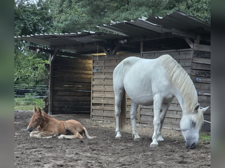 Meer warmbloeden Merrie 6 Jaar 155 cm Schimmel in M&#xFC;hlenbeck