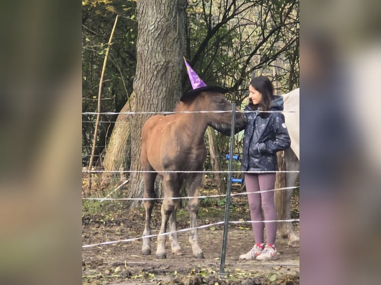 Meer warmbloeden Merrie 6 Jaar 155 cm Schimmel in M&#xFC;hlenbeck