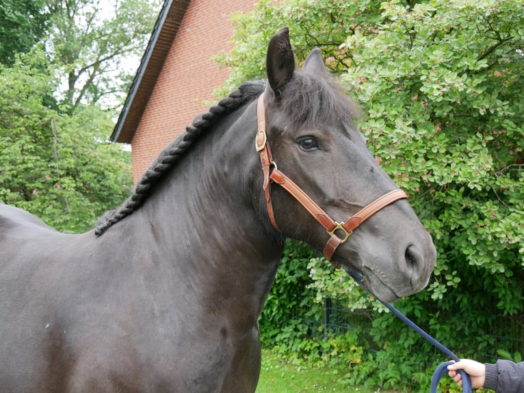 Meer warmbloeden Merrie 6 Jaar 155 cm Zwart in Dorsten