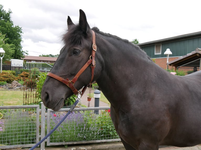 Meer warmbloeden Merrie 6 Jaar 155 cm Zwart in Dorsten