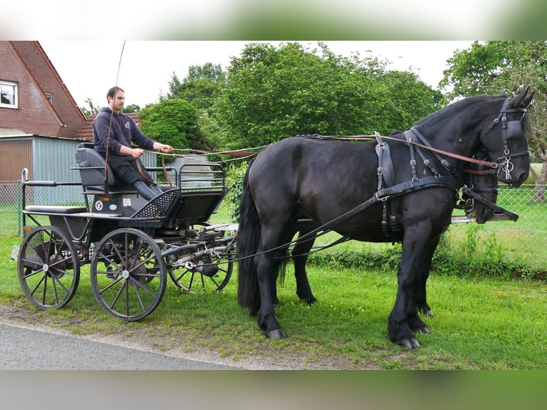Meer warmbloeden Mix Merrie 6 Jaar 155 cm Zwart in Dorsten