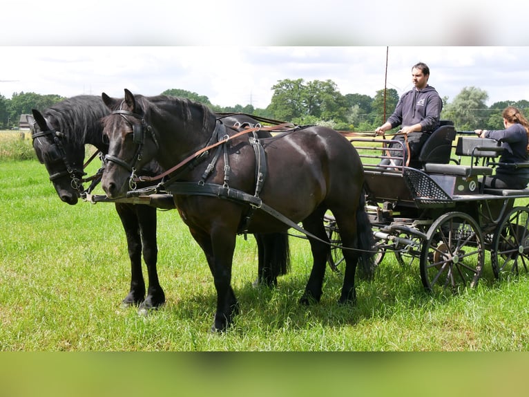 Meer warmbloeden Mix Merrie 6 Jaar 155 cm Zwart in Dorsten