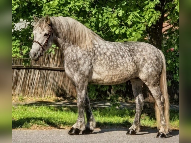 Meer warmbloeden Mix Merrie 6 Jaar 157 cm Appelschimmel in Békéscsaba