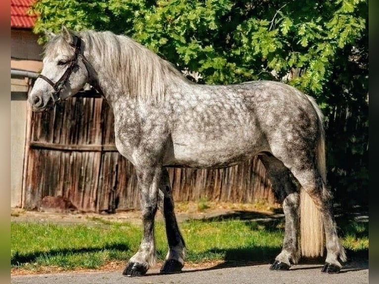 Meer warmbloeden Mix Merrie 6 Jaar 157 cm Appelschimmel in Békéscsaba