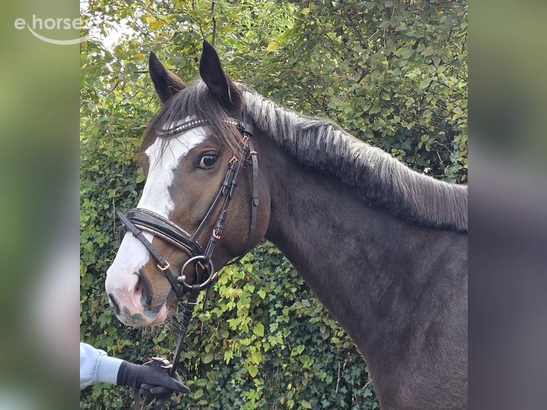 Meer warmbloeden Merrie 6 Jaar 158 cm Zwartbruin in Wachtendonk