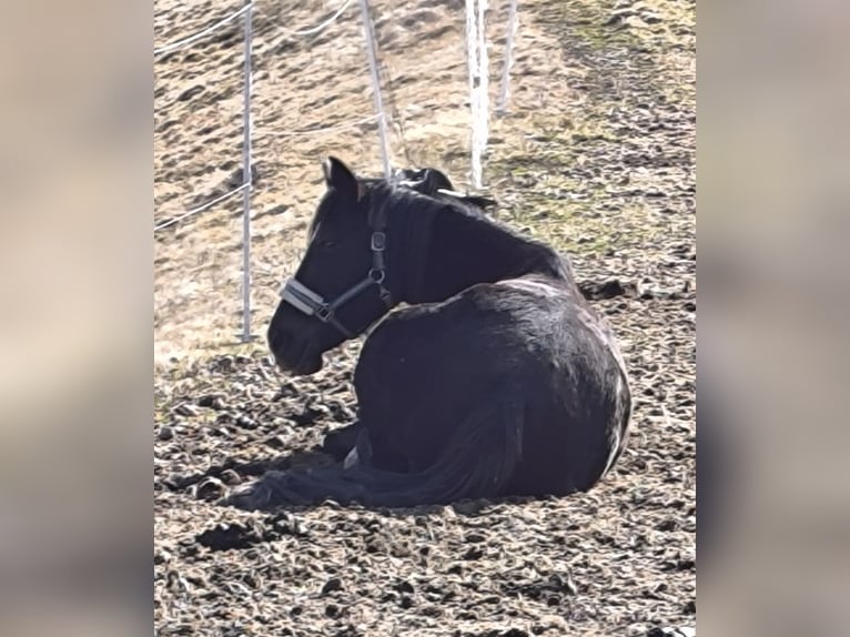 Meer warmbloeden Merrie 6 Jaar 158 cm Zwartbruin in Hennberg