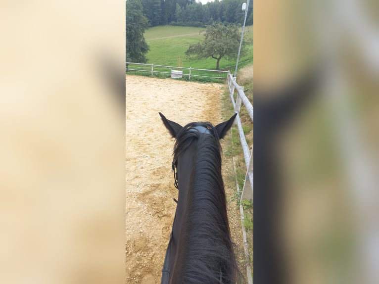 Meer warmbloeden Merrie 6 Jaar 158 cm Zwartbruin in Hennberg