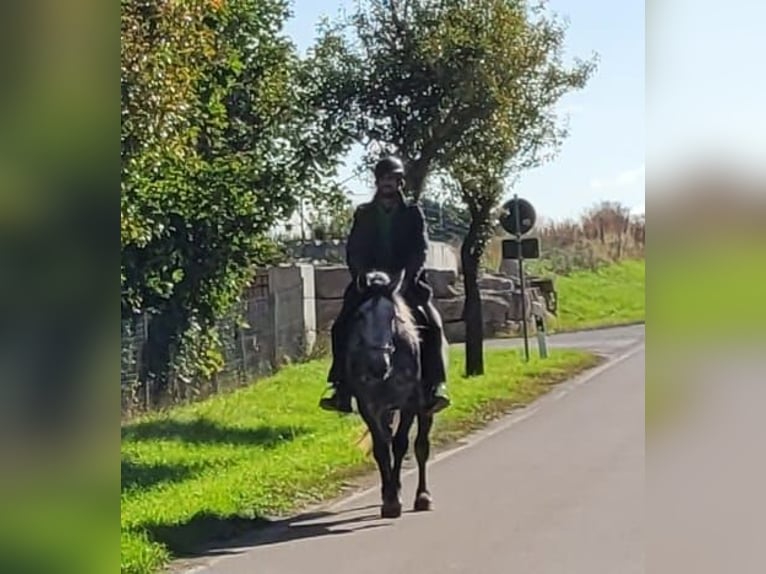 Meer warmbloeden Merrie 6 Jaar 160 cm Appelschimmel in Buttstädt