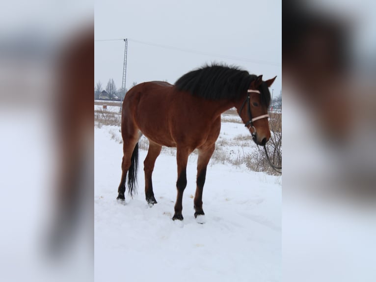 Meer warmbloeden Merrie 6 Jaar 160 cm Bruin in Békés