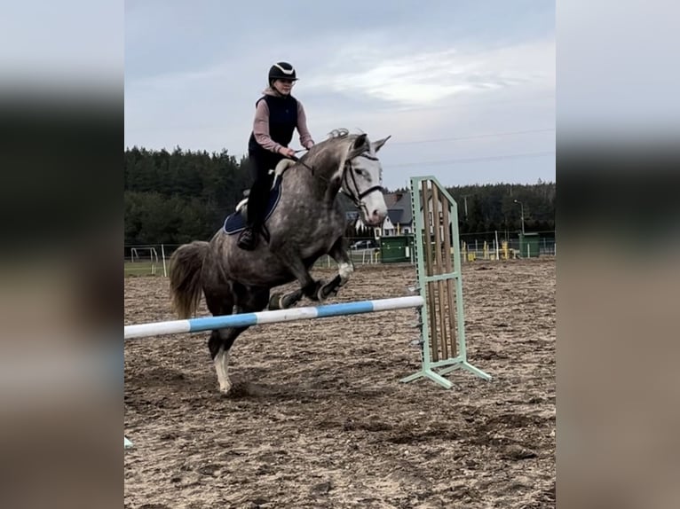 Meer warmbloeden Mix Merrie 6 Jaar 160 cm Schimmel in Lidzbark