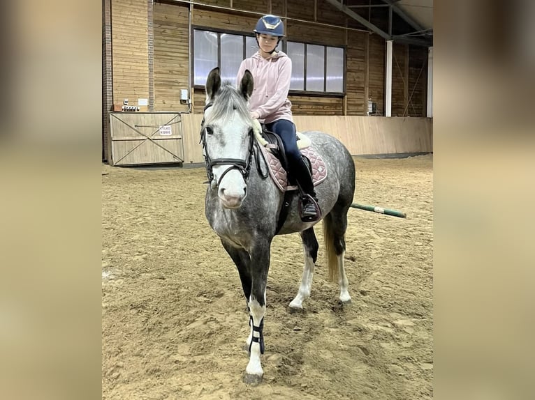 Meer warmbloeden Mix Merrie 6 Jaar 160 cm Schimmel in Lidzbark