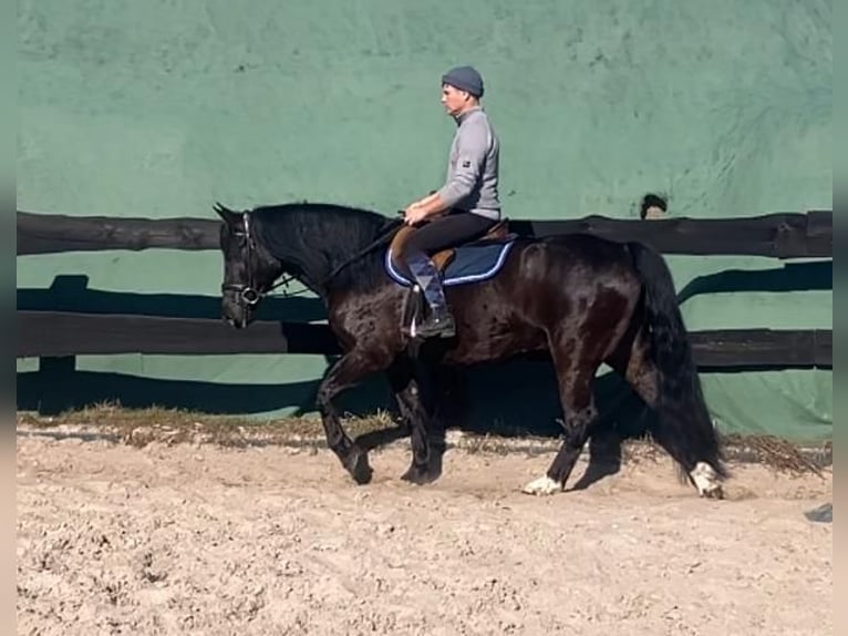 Meer warmbloeden Mix Merrie 6 Jaar 160 cm Zwart in Görlitz
