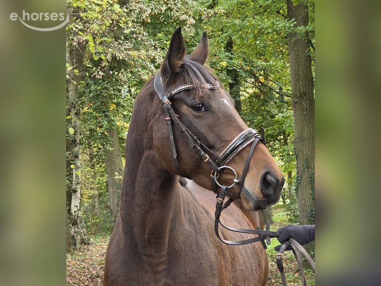 Meer warmbloeden Merrie 6 Jaar 162 cm Donkerbruin in Wachtendonk